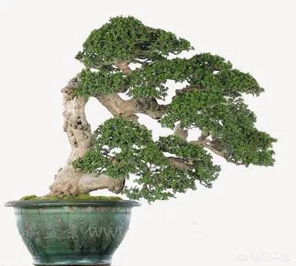 盆景五大流派:做盆栽的话，需要什么样的技术？