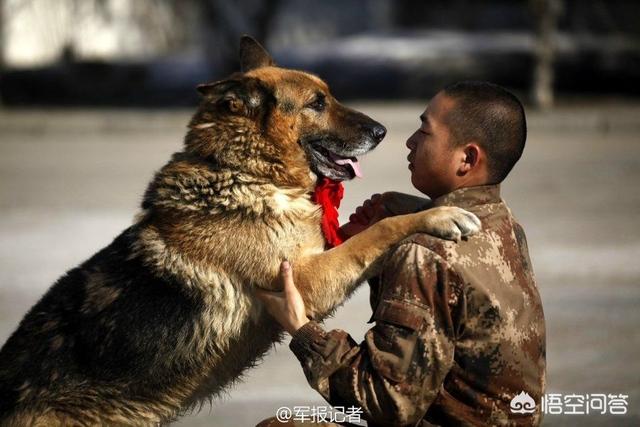 军犬训练:军犬训练，“无言的战友”是如何快速出击的？ 军犬训练方法