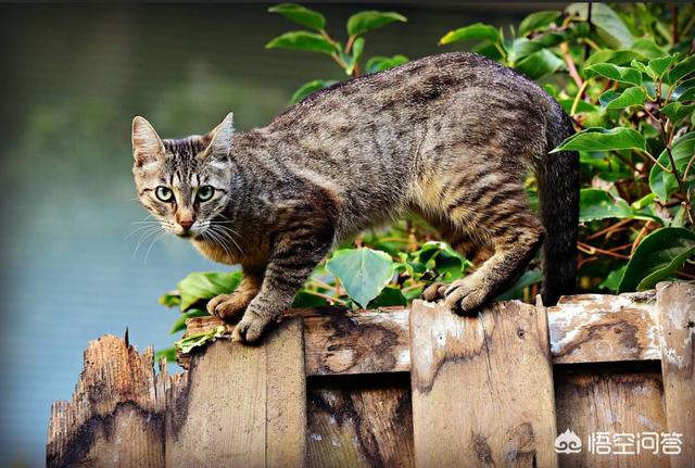 狸花猫的野性有多大？插图15