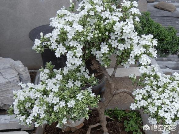 六月雪图片:六月雪的花是什么味道的？