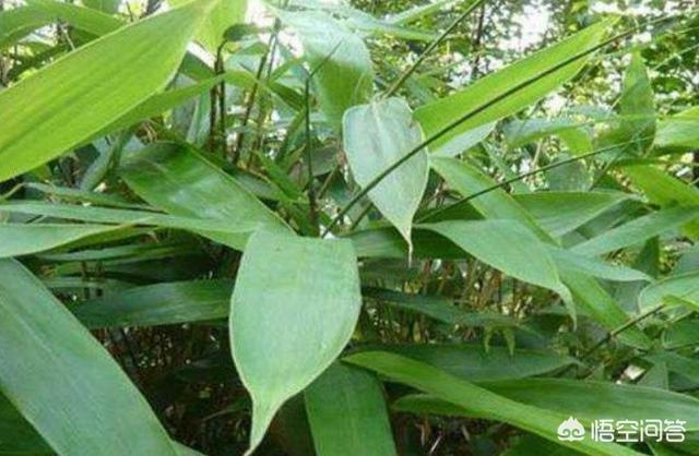 锯叶棕提取物能壮阳，包粽子的粽叶是哪种植物的叶子？