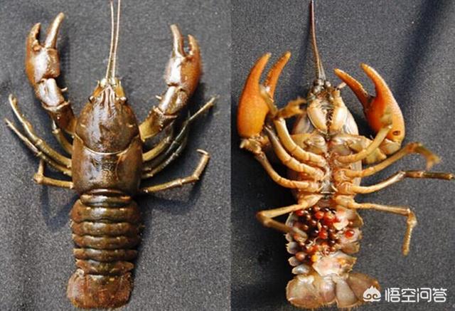 小龙虾和蝲蛄有啥区别，蝲蛄与小龙虾的区别是什么？