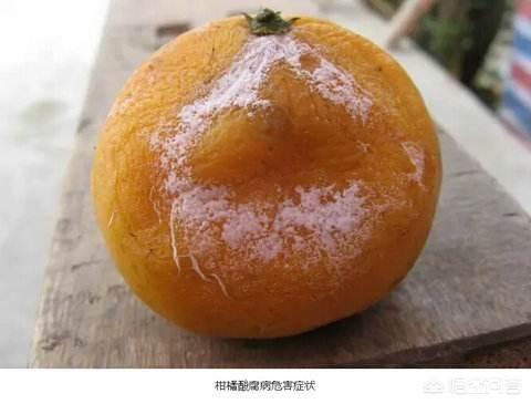 软腐病191:柑橘酸腐病严重影响贮藏品质，该如何防治？