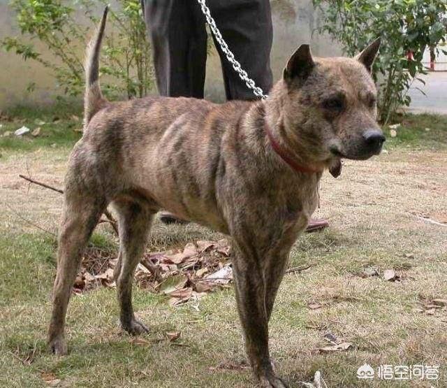 中国超大型犬排名:有没有吃的比较少的中大型犬？