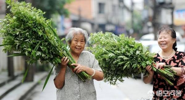 端午节挂艾草:快过端午节了，你们老家也有挂艾草的风俗吗什么道理