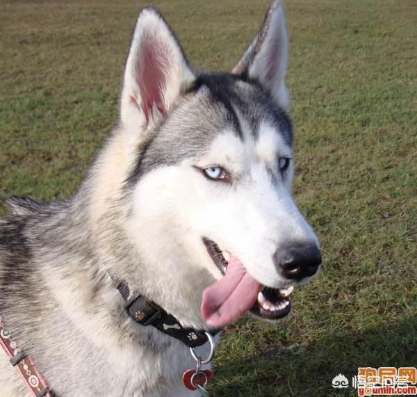 黑色哈士奇吃什么狗粮好:除了狗粮，哈士奇还能吃哪些东西？