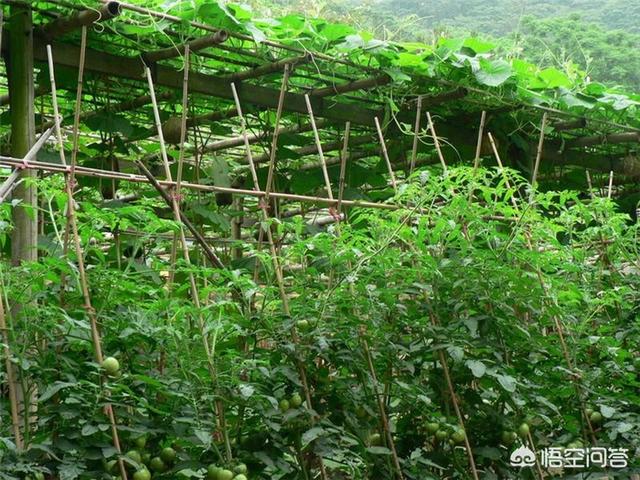 屋顶造空中秧田:在屋顶花园适合种植什么样的植物？