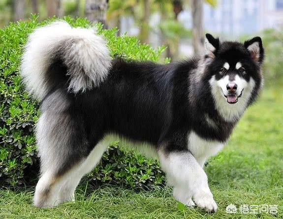 阿拉斯加雪橇犬性格:阿拉斯加好养吗？适合女生养吗？