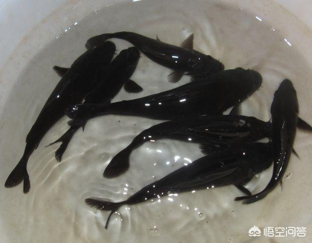 大型观赏鱼的种类:推荐几种家庭饲养的大型观赏鱼？ 大型观赏鱼有哪些品种