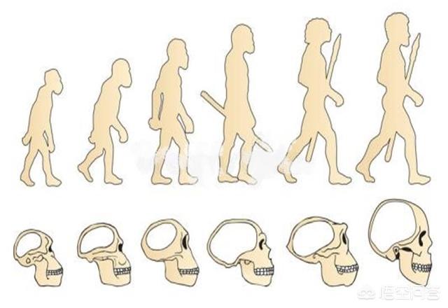 你相信人类是猴子进化来的吗?