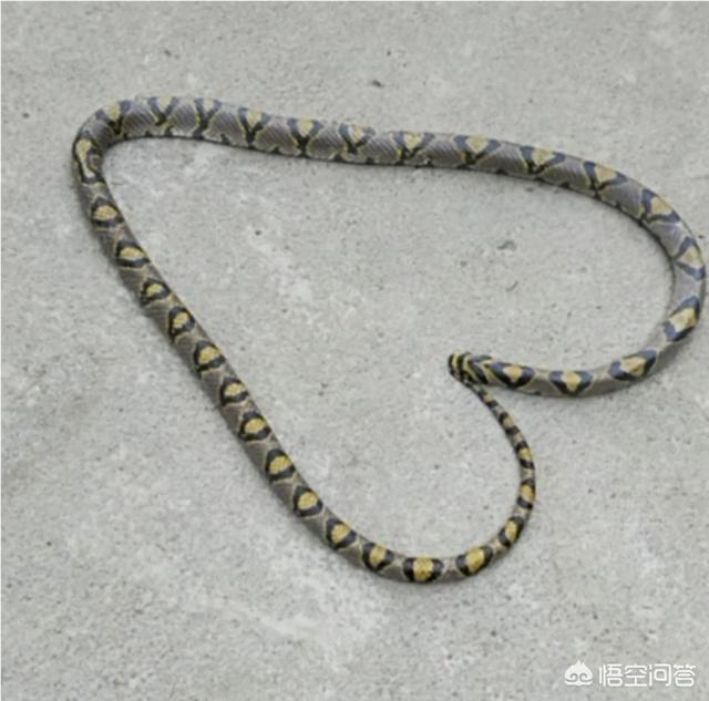 无毒蛇:俗话说：一里路上有墨蛇，十里路上无毒蛇，墨蛇是啥蛇？