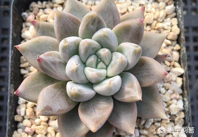 多肉植物暗纹系的星云和灵魂非常漂亮,它们有什么区别,该怎样养护？