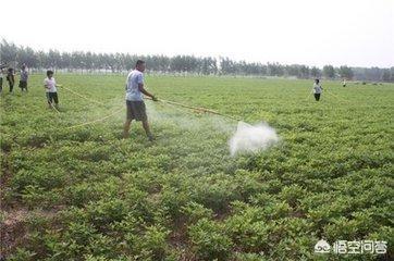 蜱虱消价格:花生用什么药才能防止地下害虫？