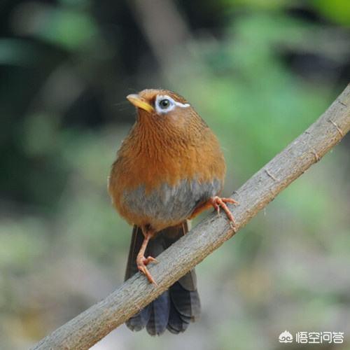 画眉鸟笼衣的玩法:生鸟入笼之后，是先“稳笼”还是先“养膘”呢？