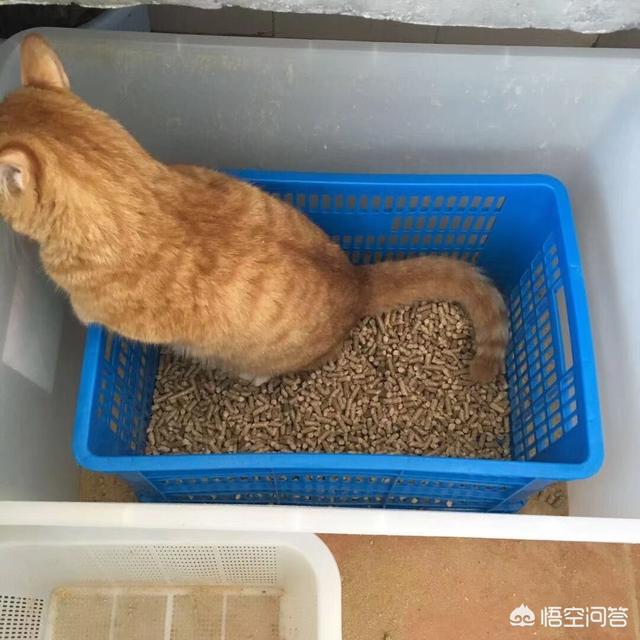 猫咪尿频尿急尿不尽用什么药:猫咪尿频尿少该吃什么药 布偶猫尿频尿急会自愈吗？