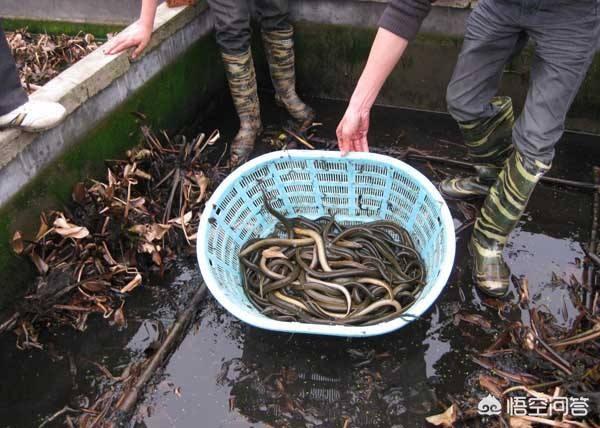 荷塘泥可以放苦力泥鳅:泥鳅能和河蚌混养吗？怎么样？