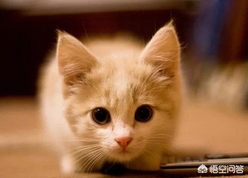 猫发情 叫声:为什么猫发出哭声一样的叫声，猫发出像哭的声音？