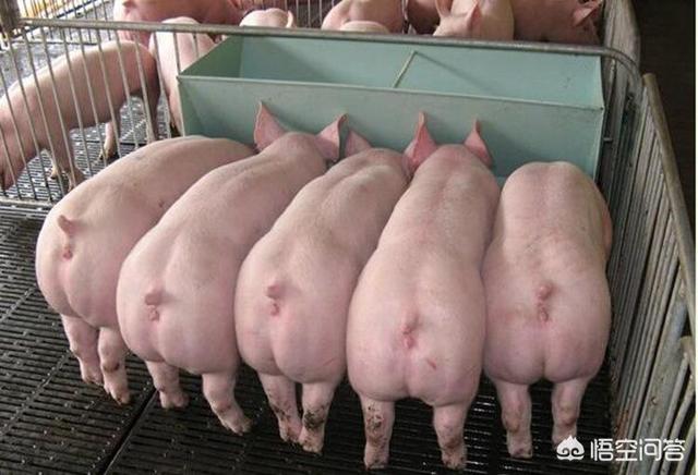 得了非洲猪瘟怎么办,猪场得非洲猪瘟多久可以复产？
