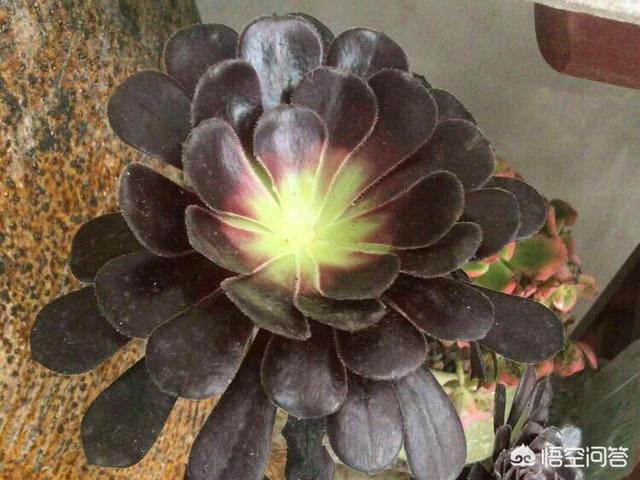 翡翠景天多肉:扣芯下来的法师多肉还能种植吗？