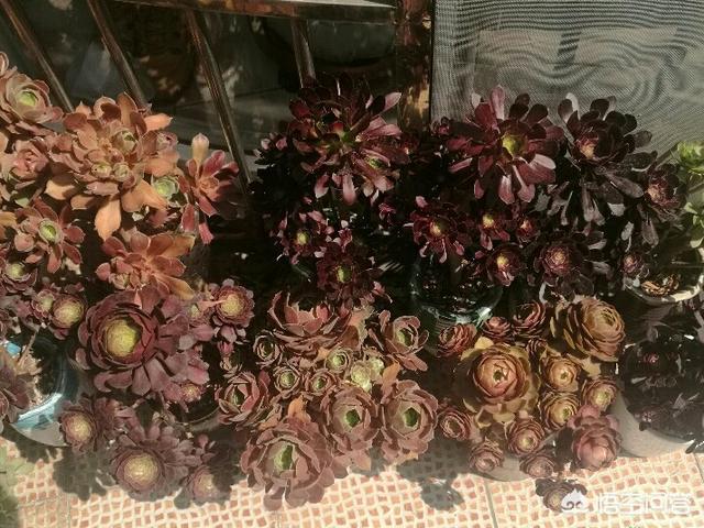 翡翠景天多肉:扣芯下来的法师多肉还能种植吗？