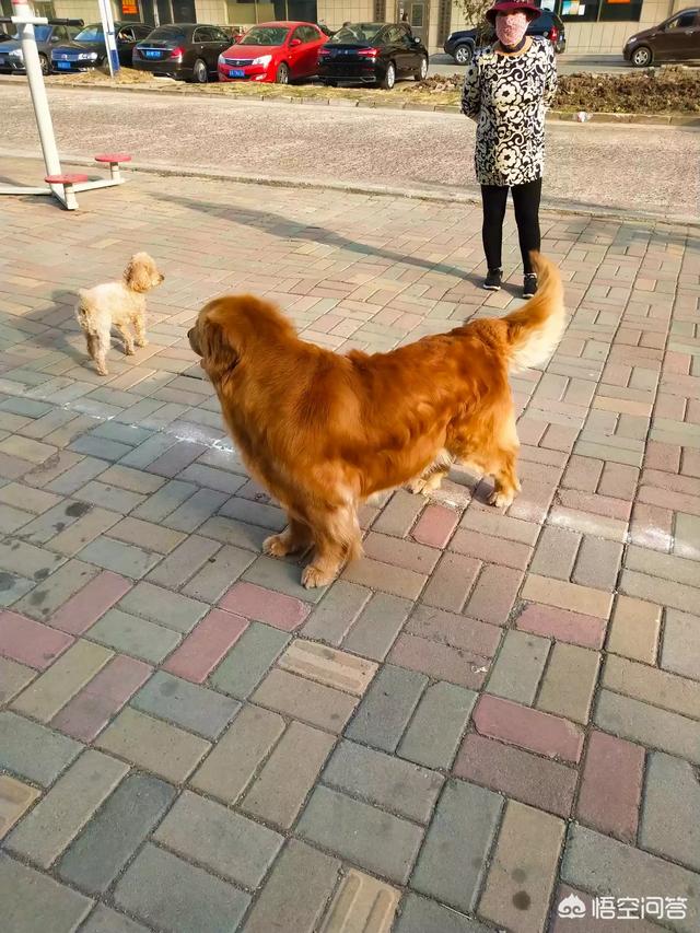 宠物安全隐患:如果你的宠物有身体缺陷，你还会爱它如初吗？