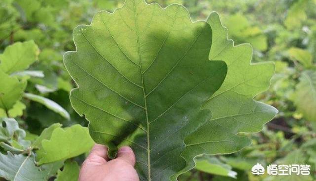 锯叶棕提取物能壮阳，包粽子的粽叶是哪种植物的叶子？
