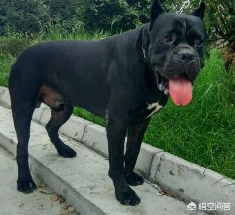 马俊仁藏獒养殖基地好吗:城市禁止养大型犬，那为什么还有人养金毛和藏獒？