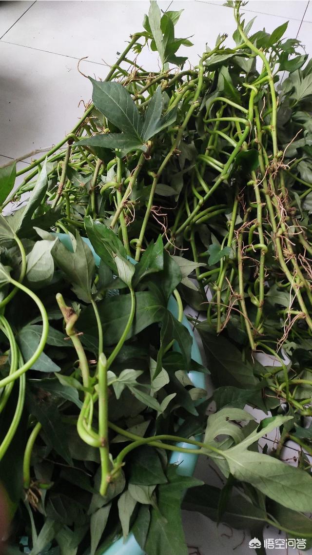 头条问答 - 红薯蔓现在插可以吗?(32个回答)