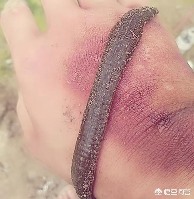 蚂蟥其实就是我们常说的水蛭,靠吸血为生.