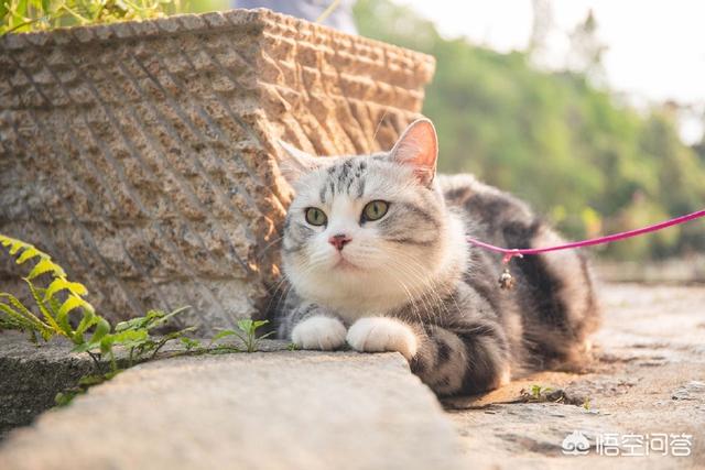 猫发出咕噜咕噜的声音是什么意思_百度知道:猫的各种叫声是什么意思？