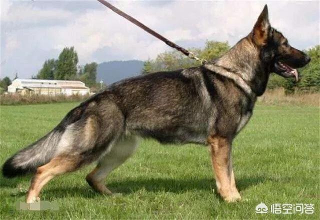 德牧和大丹犬配狗图片:我国的哪种狼犬打得过德国牧羊犬？为什么？