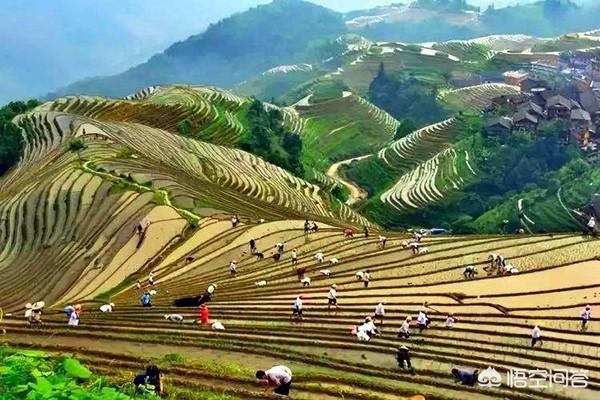 今日芒种，有啥习俗，吃点啥好，如何养生？