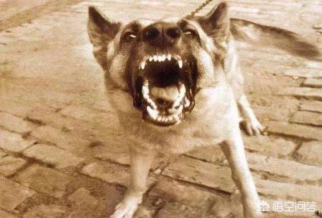 天津松狮犬舍:养宠物，松狮犬选公的好还是母的好？