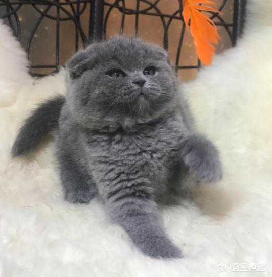 大脸猫图片呆萌:为什么猫的脸大了可爱，而人的脸大了就难看呢？