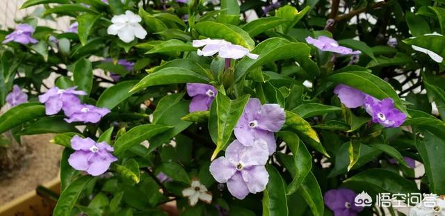 鸳鸯茉莉,茉莉花和双色茉莉哪个好养？