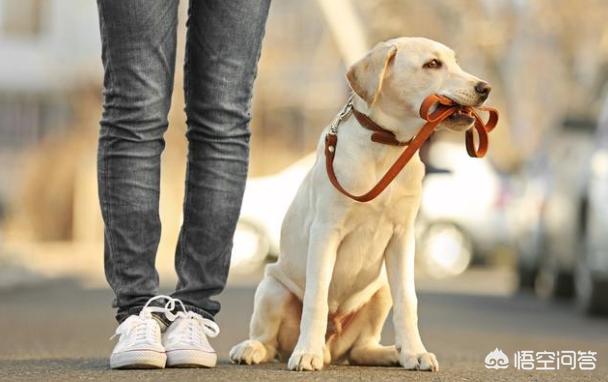 优质的拉布拉多犬性格特征有哪些:拉布拉多犬的特征和性格 拉布拉多有什么好的地方？