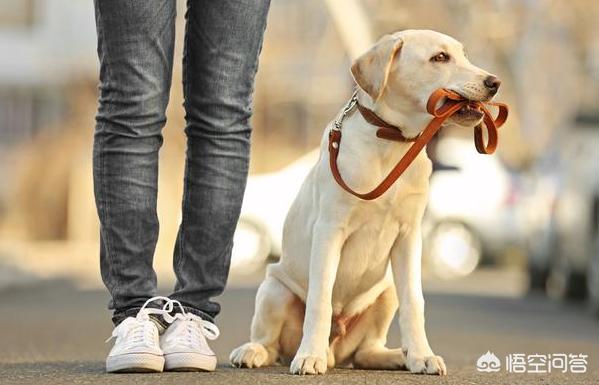 优质的拉布拉多犬性格特征有哪些:拉布拉多犬的特征和性格 拉布拉多有什么好的地方？