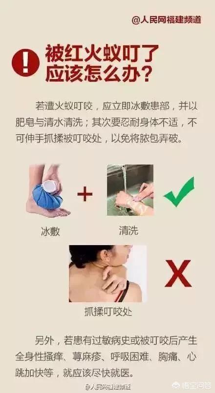 真鳄龟幼苗开箱视频:红火蚂蚁是怎么来到海南的？ 鳄龟开箱视频大全