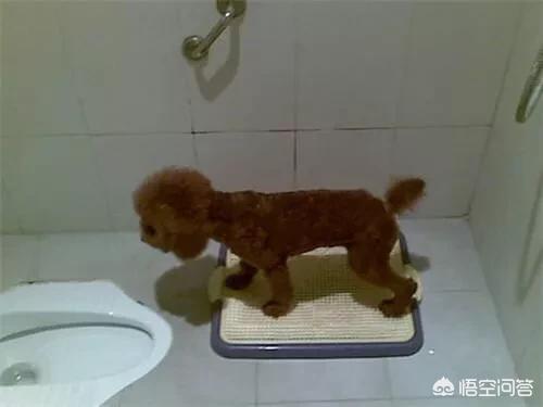 怎么训练狗狗大小便:请问怎样可以教会泰迪去厕所大小便？