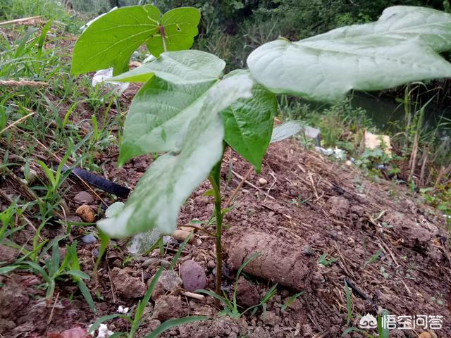 十字花科蔬菜软腐病:十字花科蔬菜软腐病的防治措施包括 低温后棉苗如何赶上进度？
