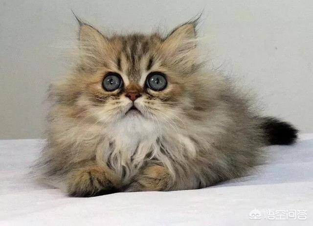 金吉拉猫名字:金吉拉幼猫长大会有变化吗？