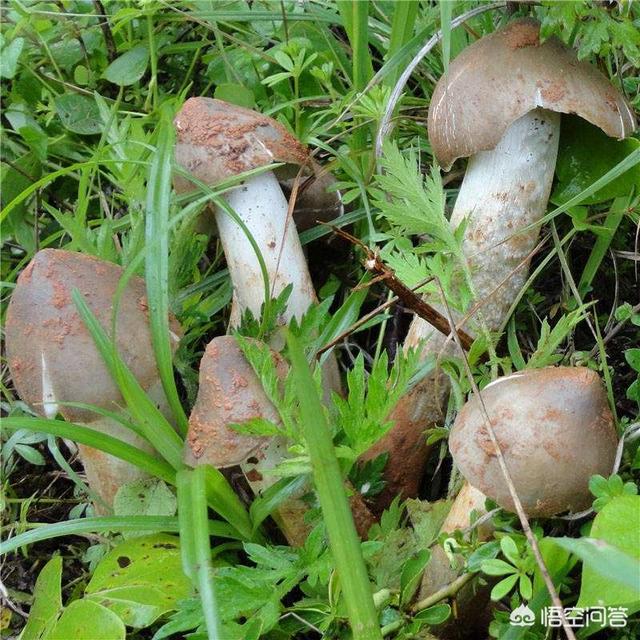 你知道野生鸡枞菌是怎么生长的吗？