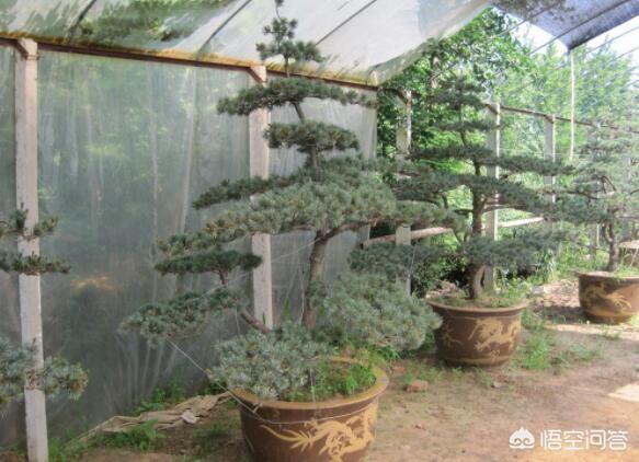 吊竹梅叶子发黄变干:请问我的吊竹梅和牡丹吊兰叶片一片片枯死是什么病？