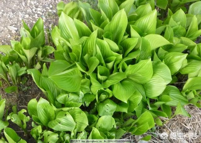 花叶美人蕉叶百度百科:美人蕉叶子清晰图片 红花紫色美人蕉的药用价值？