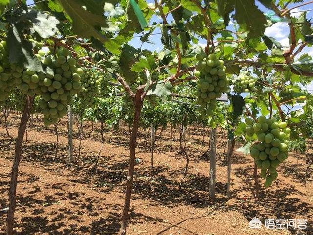 蓝宝石葡萄种植方法:蓝宝石葡萄是葡萄中的上品，如何提高蓝宝石葡萄的产量呢？