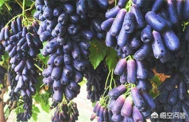 蓝宝石葡萄种植方法:蓝宝石葡萄是葡萄中的上品，如何提高蓝宝石葡萄的产量呢？