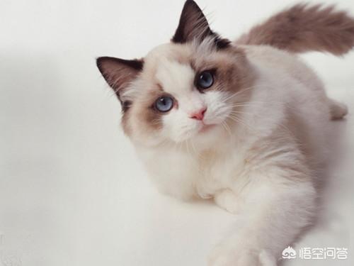 布偶猫图片:布偶猫的毛量是天生的吗，布偶猫毛量后天能改变吗？ 布偶猫图片高清