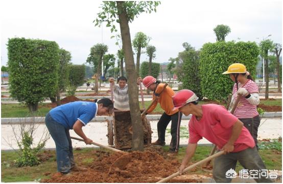 金叶女贞枯萎病:持续高温干旱，苗木死亡数量加剧，如何做园林植物才能正常生长？