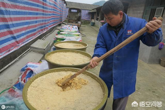 养猪和养牛相比,哪个风险更高？哪个利润更好？