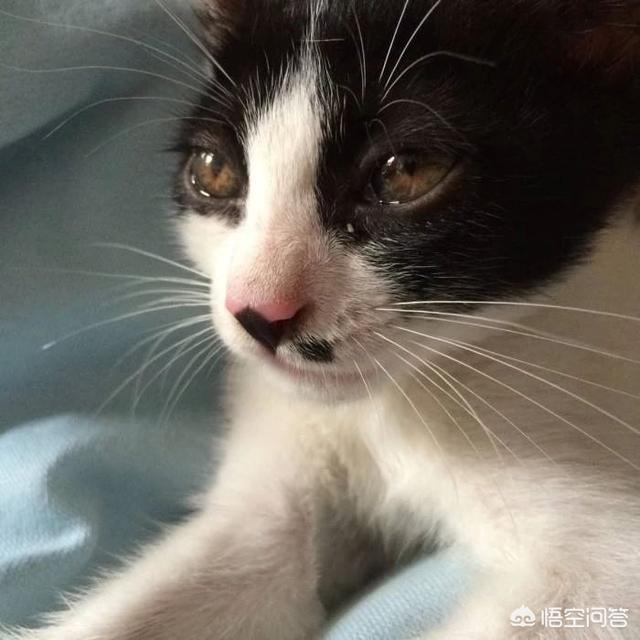 橘猫吃药视频:猫咪生病了，一直流眼泪怎么办？ 橘猫吃药